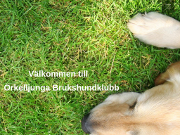 www.orkelljunga-bk.se